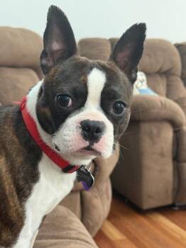 Boston Terrier Dogs Available for Adoption in New York, New York - Cooper | PetCurious