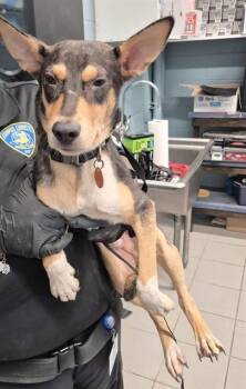 TITO /THEODORAI -  German Shepherd Dog and Mixed Breed Dog for Adoption in Corpus Christi, Texas - TITO /THEODORAI | PetCurious