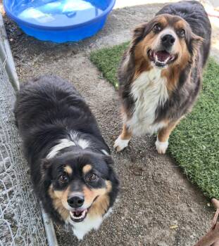 Australian Shepherd Dogs Available for Adoption in Andover, Massachusetts - Harley And Marley - Bonded Besties | PetCurious