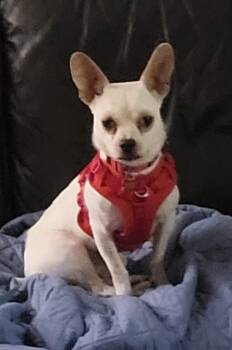 Rescue Chihuahua Dogs for Adoption in Clayton, North Carolina - Ashby | PetCurious