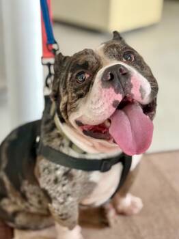 Rescue English Bulldog and American Bully Dogs for Adoption in Fort Lauderdale, Florida - Ronnie / Bernie | PetCurious