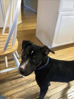 Beagle and Mixed Breed Dogs Available for Adoption - JASPER | PetCurious