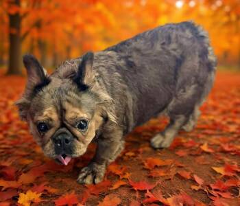 Kimber -  French Bulldog Dog for Adoption in Wheelersburg, Ohio - Kimber | PetCurious