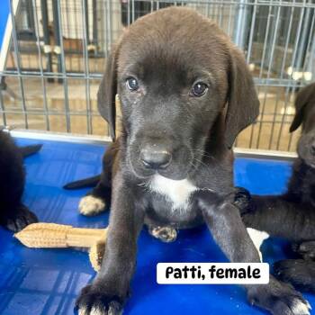 Labrador Retriever Dogs Available for Adoption - Patti | PetCurious
