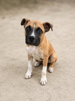 Malcolm -  Boxer Dog for Adoption in Lucas, Texas - Malcolm | PetCurious