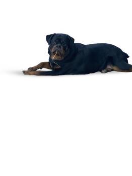 Rottweiler Dogs Available for Adoption - Niko | PetCurious