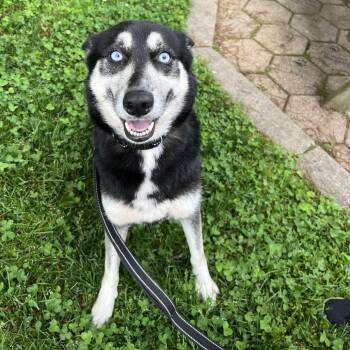 Bailey -  Husky Dog for Adoption in Hampton Bays, New York - Bailey | PetCurious