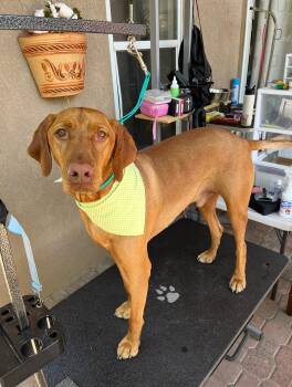 Aang -  Vizsla Dog Available for Adoption in Coarsegold, California - Aang | PetCurious