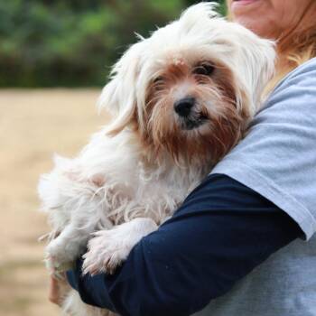 CT Virginia -  Shih Tzu and Mixed Breed Dog for Adoption in Stormville, New York - CT Virginia | PetCurious
