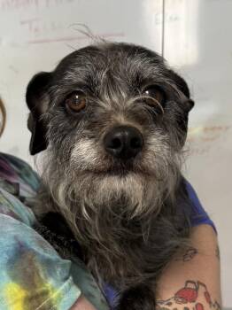 Serena -  Border Terrier and Schnauzer Dog for Adoption in Bolivar, Missouri - Serena | PetCurious