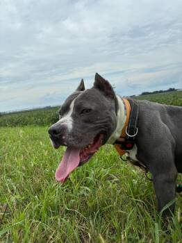 Storm -  Pit Bull Terrier Dog for Adoption in Mason City, Illinois - Storm | PetCurious