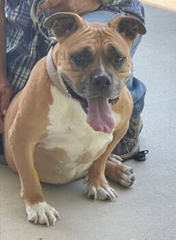 Rescue American Bulldog Dogs for Adoption in Mocksville, North Carolina - Pumpkin | PetCurious