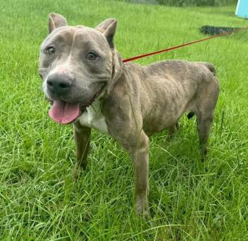 Rescue Pit Bull Terrier Dogs for Adoption in Troy, Alabama - Sheila | PetCurious