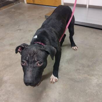 Pit Bull Terrier and Mixed Breed Dogs Available for Adoption - Logan | PetCurious