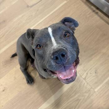Pit Bull Terrier and Mixed Breed Dogs Available for Adoption in Parker, Colorado - 422 (2026) Mama Ferra | PetCurious