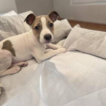 Sequoia -  Rat Terrier Dog for Adoption - Sequoia | PetCurious