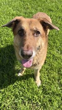 Rescue German Shepherd Dog and Mixed Breed Dogs for Adoption in New Hope, Pennsylvania - Bonnie | PetCurious