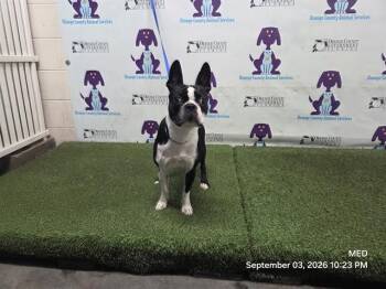 A604914 -  Boston Terrier Dog for Adoption in Orlando, Florida - A604914 | PetCurious