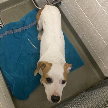 Copper -  Pit Bull Terrier Dog for Adoption in Harrisonburg, Virginia - Copper | PetCurious