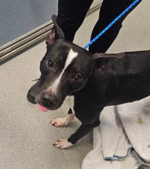 Dobby -  Bull Terrier Dog for Adoption in Bloomington, Indiana - Dobby | PetCurious