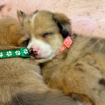 Mosaic -  Mixed Breed Dog for Adoption in Buffalo, Minnesota - Mosaic | PetCurious