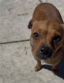 Chihuahua Dogs Available for Adoption in Doral, Florida - PIKACHU | PetCurious