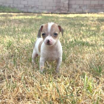 TidBit -  Chihuahua Dog for Adoption in Austin, Texas - TidBit | PetCurious