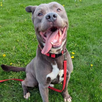 Pit Bull Terrier and Labrador Retriever Dogs Available for Adoption in Valparaiso, Indiana - Flint | PetCurious
