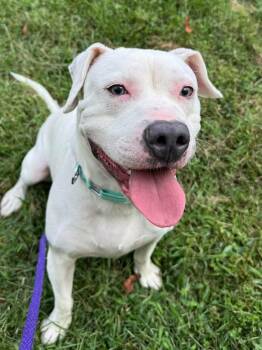 Rodeo (ID 53156) -  Pit Bull Terrier Dog for Adoption in Manassas, Virginia - Rodeo (ID 53156) | PetCurious