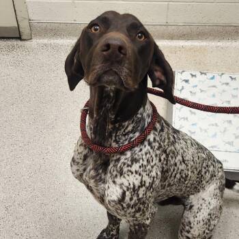 Duke -  German Shorthaired Pointer Dog for Adoption in Murray, Utah - Duke | PetCurious