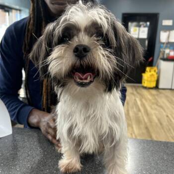Sylvia -  Mixed Breed Dog for Adoption in Newark, New Jersey - Sylvia | PetCurious