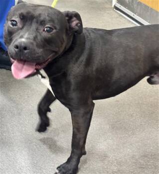 BRUCE -  Pit Bull Terrier Dog for Adoption - BRUCE | PetCurious