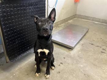 GARY -  Pit Bull Terrier and Siberian Husky Dog for Adoption in Camarillo, California - GARY | PetCurious