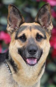 Rescue German Shepherd Dog Dogs for Adoption in Los Angeles, California - *Rola Von Riesa | PetCurious