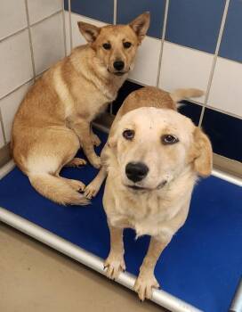 Australian Cattle Dog Blue Heeler Dogs Available for Adoption - Daniella | PetCurious