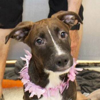 Kip -  Mixed Breed Dog for Adoption in Lansing, Michigan - Kip | PetCurious