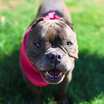 American Staffordshire Terrier Dogs Available for Adoption in San Antonio, Texas - PENELOPE | PetCurious