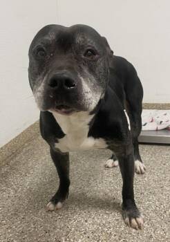 Pit Bull Terrier Dogs Available for Adoption - Yaya | PetCurious