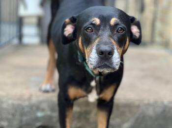 Cabot -  Bernese Mountain Dog and Labrador Retriever Dog for Adoption - Cabot | PetCurious