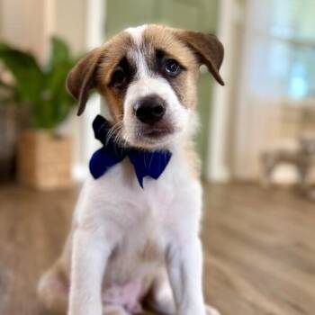 Jack Jack Sugar -  Great Pyrenees and Labrador Retriever Dog for Adoption in Friendswood, Texas - Jack Jack Sugar | PetCurious