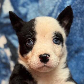 Mixed Breed Dogs Available for Adoption - Cyclone | PetCurious