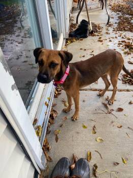 Winnie -  Hound Dog for Adoption in Springville, New York - Winnie | PetCurious