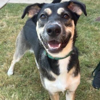 Rescue Mixed Breed Dogs for Adoption in Dallas, Texas - Liana | PetCurious