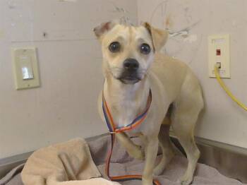 Chihuahua and Mixed Breed Dogs Available for Adoption in Sacramento, California - ROXY | PetCurious