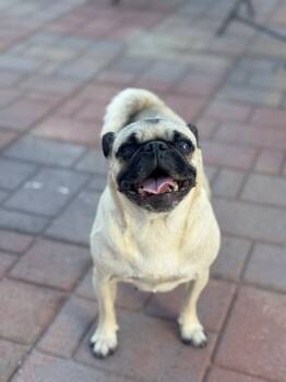 Rescue Pug Dogs for Adoption in Gardena, California - Tia *Bonded To Tahj* / Tahj *Bonded To Tia* | PetCurious
