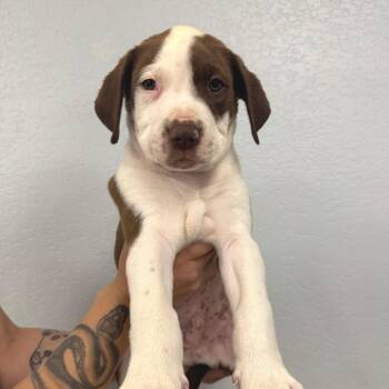 American Bulldog and Mixed Breed Dogs Available for Adoption in Waco, Texas - Perci | PetCurious