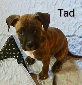Rescue Pit Bull Terrier and Boxer Dogs for Adoption - Tad (Sunny Days Ahead 2025) | PetCurious