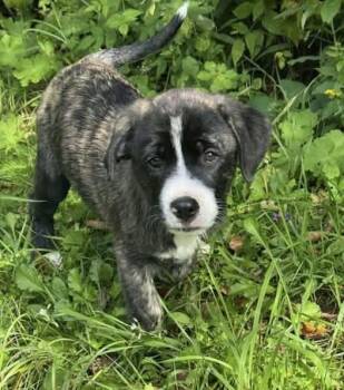 Apple -  Great Pyrenees and Bulldog Dog for Adoption in Bancroft, Ontario - Apple | PetCurious