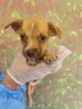 Petite -  Chihuahua and Mixed Breed Dog for Adoption in San Antonio, Texas - Petite | PetCurious