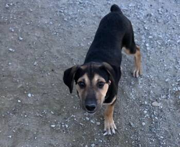 Winston -  German Shepherd Dog and Mixed Breed Dog for Adoption in Evansville, Indiana - Winston | PetCurious